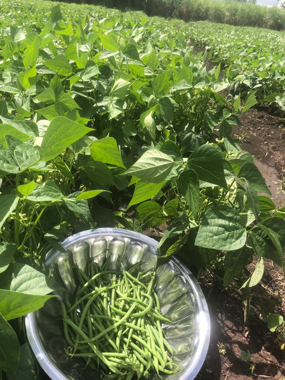 AI-Optimized Green Bean Harvest