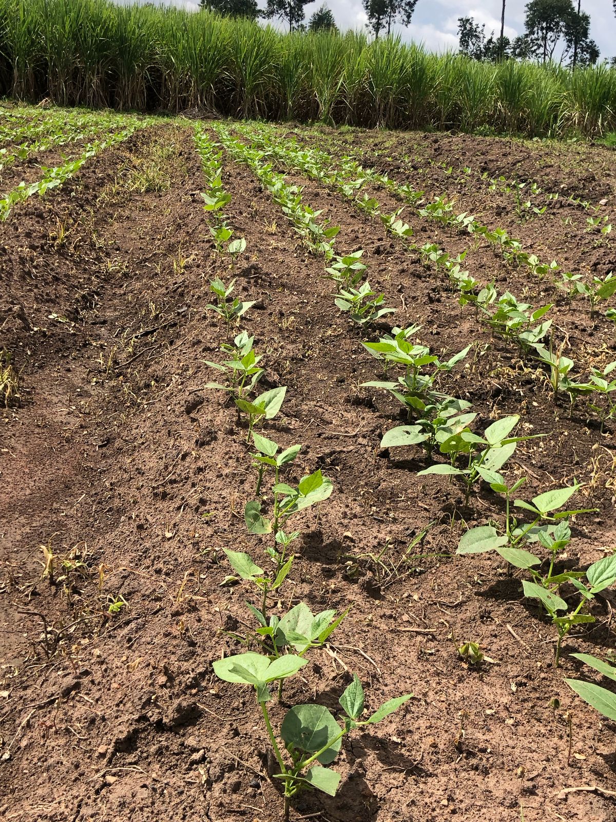 TechShambani Farm Field